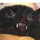 frostbitnight avatar