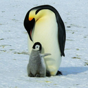 frosty-chemist avatar