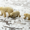 frostybearsquare avatar