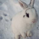 frostybun-and-icicle avatar