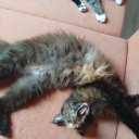 frostyprimedc avatar