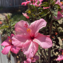 frozenangel13 avatar