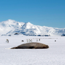 frozenoverocean avatar