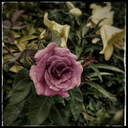 fruchtiger-freestyle avatar