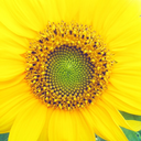 fruehlingsschrei avatar