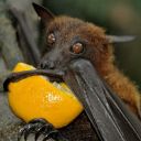 fruit-bat-bisapphic avatar