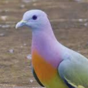 fruitdove5 avatar