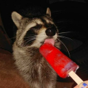 fruitforraccoons avatar