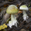 fruiting-body avatar