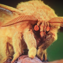 ftmpuppyboy11037 avatar