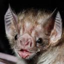 ftmseparationist avatar