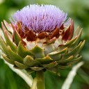 fuchsia-cardoon avatar