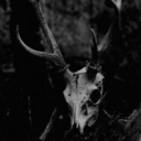 fucking-dead-xd avatar