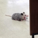 fuckinouchiesbro avatar