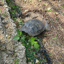 fuckmedoggys-world avatar