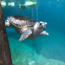 fucktrumpfuckice avatar