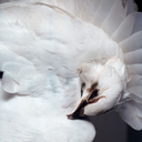 fuckwhyalltheurlsarealreadytaken avatar