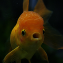 fuckyeah-goldfish avatar