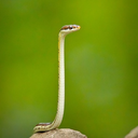 fuckyeah-snakes-blog avatar