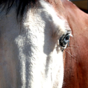 fuckyeahbayhorses avatar