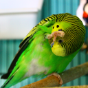 fuckyeahbirdgifs avatar