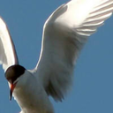 fuckyeahbirdwings avatar