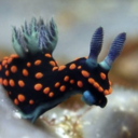 fuckyeahbranchs-blog avatar