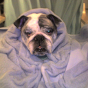 fuckyeahbulldog avatar