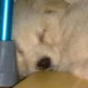 fuckyeahcuccioli-blog avatar