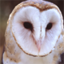 fuckyeahcuteowls avatar