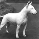 fuckyeahenglishbullterriers avatar