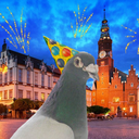 fuckyeahfancypigeons avatar