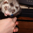 fuckyeahferrets avatar