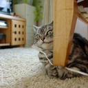 fuckyeahfunnycats avatar