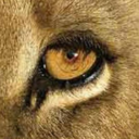 fuckyeahhlions-blog avatar