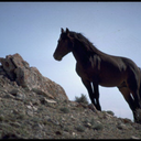 fuckyeahhorse avatar