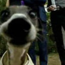 fuckyeahinterpolquotes avatar