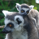 fuckyeahlemur avatar