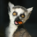 fuckyeahlemurs avatar