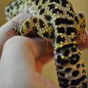 fuckyeahleopardgeckos avatar