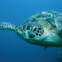 fuckyeahlolthings-blog avatar