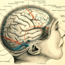 fuckyeahmedicaldiagrams avatar