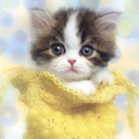 fuckyeahmeow-blog avatar