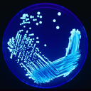 fuckyeahmicrobiology avatar