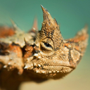 fuckyeahmisanthropists avatar