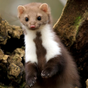 fuckyeahmustelids avatar