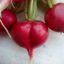 fuckyeahplantae avatar