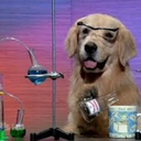 fuckyeahsciencejokes avatar