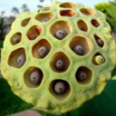 fuckyeahtrypophobia avatar