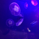 fuckyeeaahjellyfish avatar